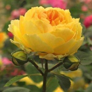 Meet your Posher, Sandra